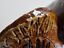 Vintage Mid-Century Aldo Londi For Bitossi Chicken / Rooster Italy