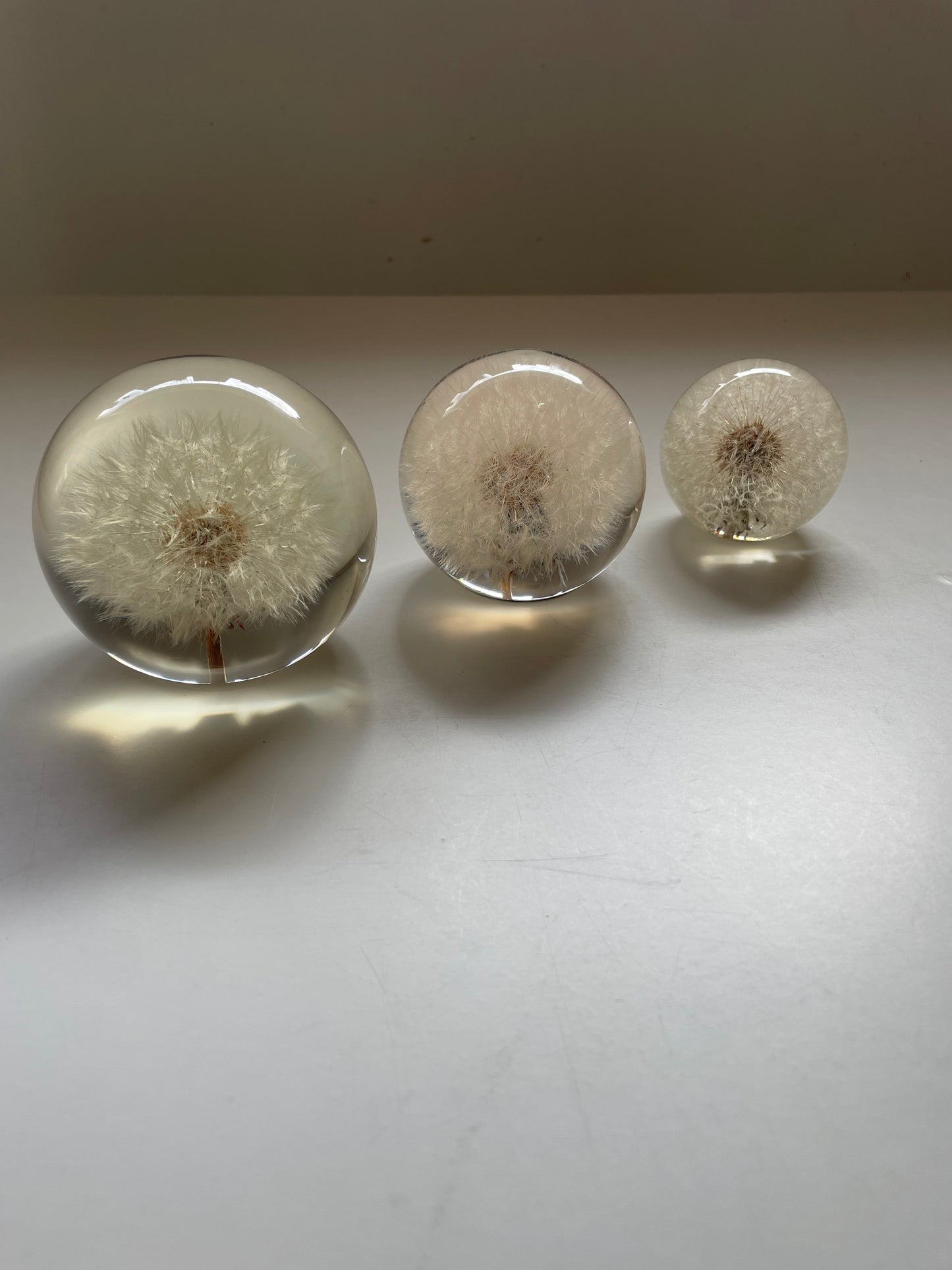 Set of 3 dandelions set in resin spheres