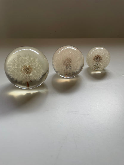 Set of 3 dandelions set in resin spheres