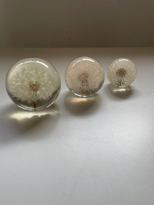 Set of 3 dandelions set in resin spheres