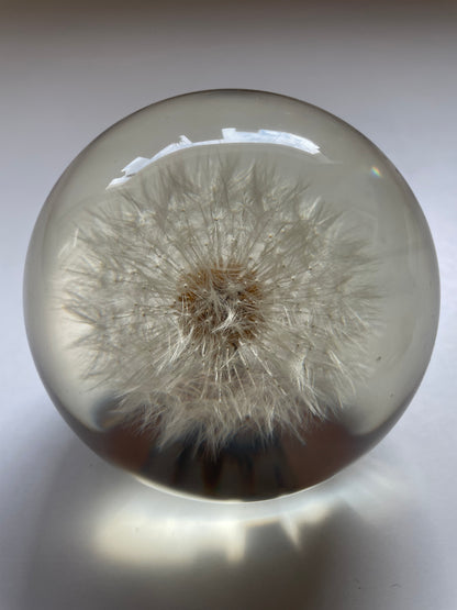 Set of 3 dandelions set in resin spheres