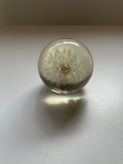 Set of 3 dandelions set in resin spheres
